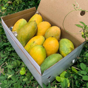 Fresh Mallika mango with yellow green skin packed in a box