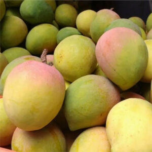 Fresh Raspuri mangoes with yellow,red,and green skin stacked on top
