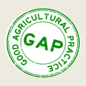GAP